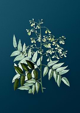 Vintage Botanical Drawing