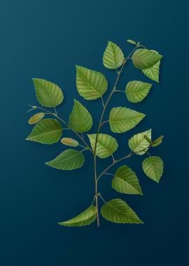 Vintage Flowers on Teal