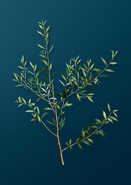 Vintage Botanicals on Teal