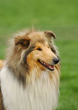 Rough Collie