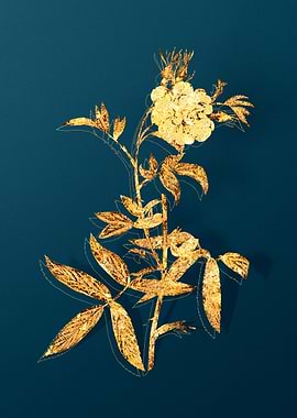 Vintage Botanical Drawing