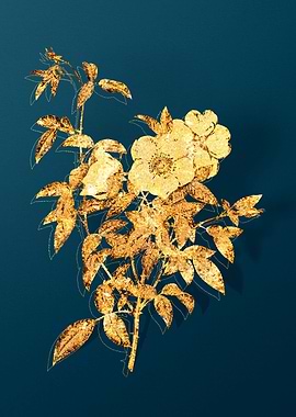 Vintage Botanical Drawing