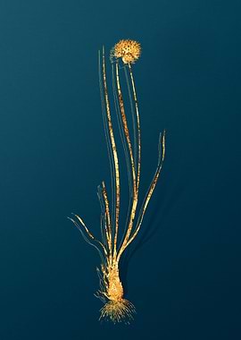 Gold Botanical on Teal