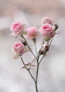 Pastel Roses