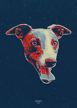 Whippet