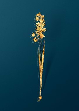 Vintage Botanical Drawing