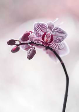 Orchidea