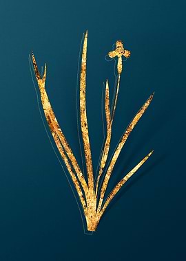 Vintage Botanical Drawing