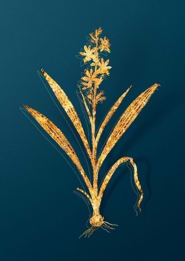 Antique Flower Drawing