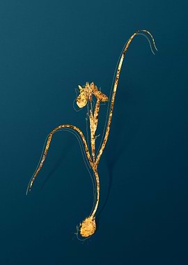 Gold Botanicals on Teal