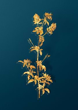 Vintage Plant Illustration