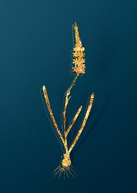 Vintage Botanical Drawing