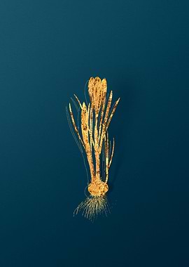 Vintage Flower Drawing