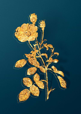 Antique Flower Drawing