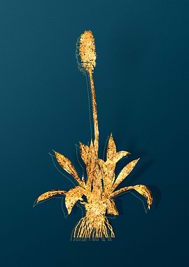 Vintage Flower Drawing