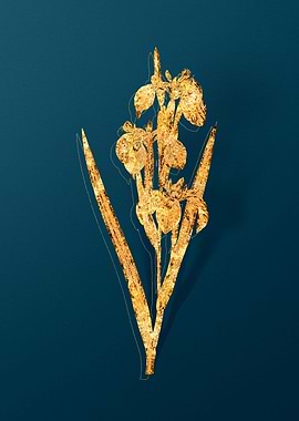 Vintage Botanical Drawing