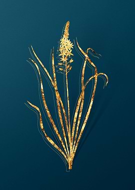 Vintage Botanical Drawing