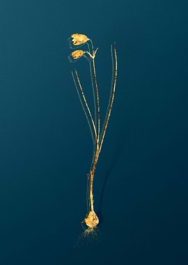 Vintage Plant Illustration