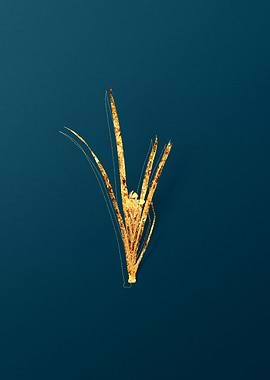 Vintage Botanical Drawing