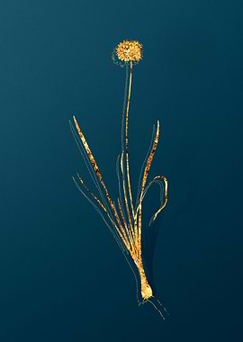 Gold Vintage Illustration