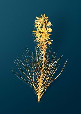 Vintage Botanical Drawing