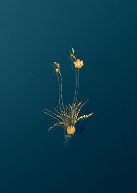 Gold Flower Illustration