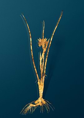 Gold Flower Illustration