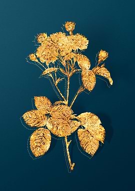 Antique Flower Drawing