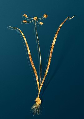 Gold Botanical on Teal