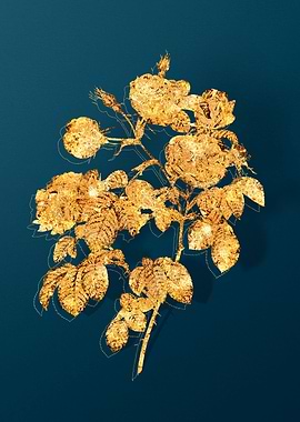 Vintage Botanical Drawing