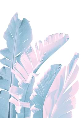 Banana Leaves Finesse 1