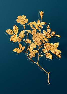 Antique Flower Drawing