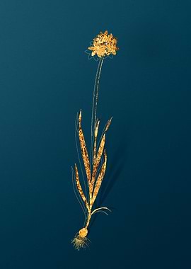 Gold Vintage Illustration