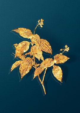 Vintage Botanical Drawing