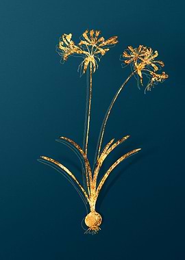 Botanical Illustrations