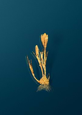 Vintage Plant Illustration