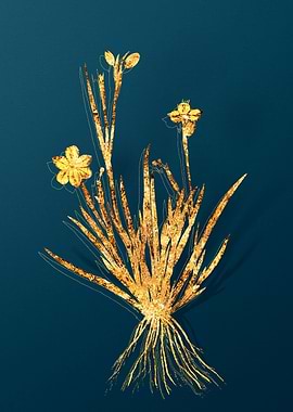 Vintage Botanical Drawing