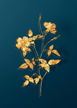 Vintage Botanical Drawing