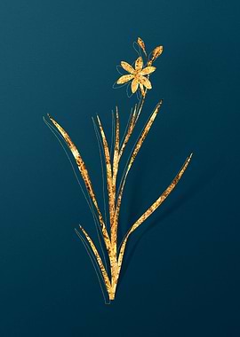 Vintage Botanical Drawing