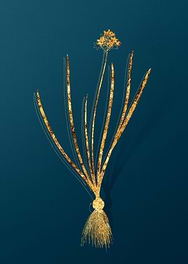 Vintage Flower Drawing