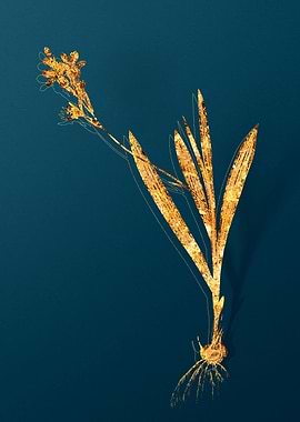 Gold Antique Botanicals