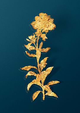 Vintage Botanical Drawing