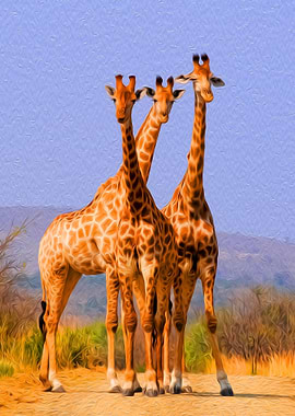 Giraffes
