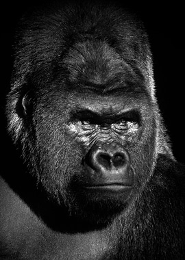 Gorilla black face poster