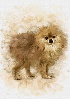 pomerania