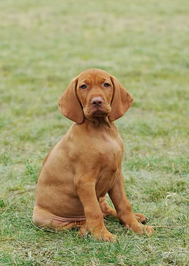 Hungarian Vizsla puppy