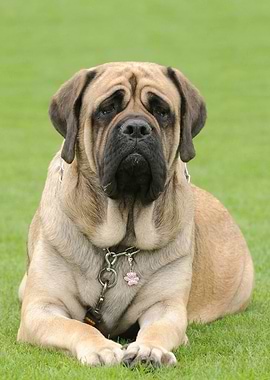 English mastiff