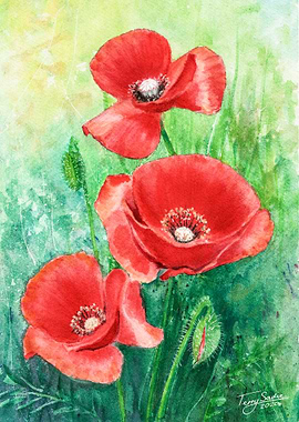 Red Poppies