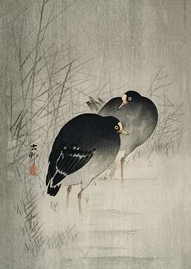 Moorhens in swamp woodcut