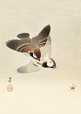 Sparrows chasing insect